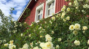 Törmälä yleisesittely
